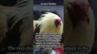 Gamefowls Bloodline  Grey 1 [upl. by Esaj]