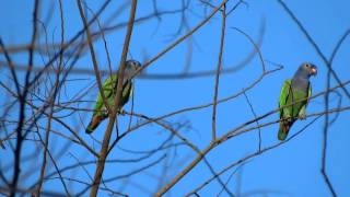 Blueheaded Parrot Pionus menstruus [upl. by Bissell]