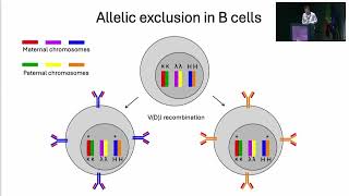 AIRRC7  Immunoglobulin heavychain constant gene polymorphisms in multiple sclerosis A Lossius [upl. by Havener]