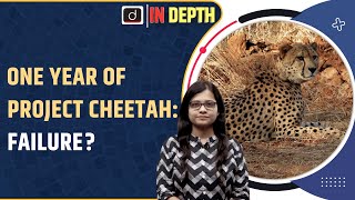 One year of Project Cheetah Success or Failure  Indepth  Drishti IAS [upl. by Igenia]