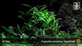 Hygrophila costata Angustifolia [upl. by Peregrine729]