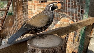 Калифорнийский перепел в домашних условиях ближняя съёмка california crested quail [upl. by Mikkanen]