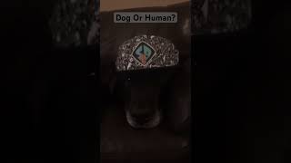 Dog Or Human [upl. by Joyce]