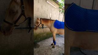 Mon chouchou horse funnyhorse equestrian bonheur [upl. by Coral488]