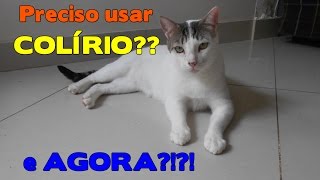 Como eu pingo Colírios nos gatos  Gatinhos da Isa [upl. by Flavian341]