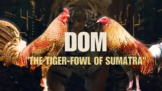 DOM GAMEFOWL BLOODLINE Fighting Style and History [upl. by Nnylyam509]