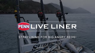 PENN Live Liner  Straylining For Big Angry Reds [upl. by Anehsak]