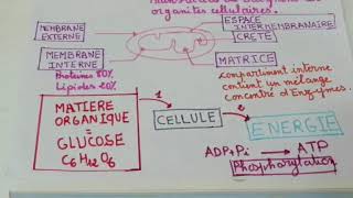 CONSOMMATION DE LA MATIÈRE ORGANIQUE ET FLUX DÉNERGIE Résumé [upl. by Woodward]