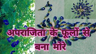 Aparajita Flowering Season growth flowers video October Month Flowering [upl. by Eelyr139]