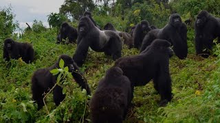 The Greatest Fights In The Animal Kingdom Part 1 BBC Earth [upl. by Sihon509]