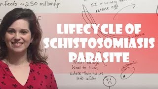 Lifecycle of Schistosomiasis Parasite [upl. by Tarah]