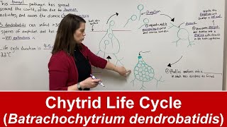 Chytrid Fungus Life Cycle Batrachochytrium dendrobatidis [upl. by Luca]