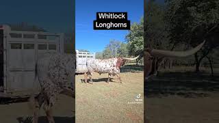 MONSTER BULL ARRIVES TODAY cow cattleranch texaslonghorn animals whitlocklonghorns [upl. by Atiragram]