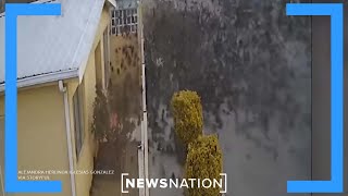 Video shows massive flock of birds fall from sky in Mexico  Banfield [upl. by Mcallister]