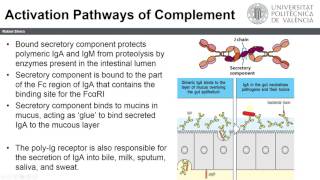 Receptor Polimérico de inmunoglobulinas  725  UPV [upl. by Krell]