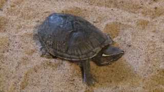 Eastern Musk Turtle Sternotherus odoratus [upl. by Nalhsa]