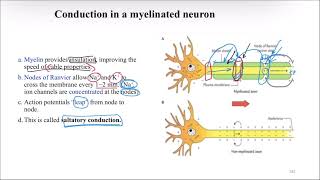 After action potentialNerve accommodationsynapses [upl. by Jenne]