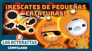 Los Octonautas  🐡 ¡Rescates de pequeñas criaturas 🪸  Episodios Completos  Compilado [upl. by Oer439]