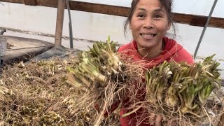 How to store Tuberoses for the Winter [upl. by Aihsem]