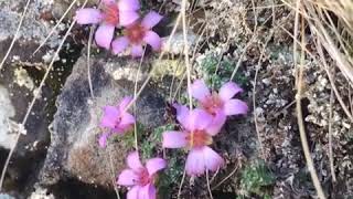 Saxifraga oppositifolia in the Brecon Beacons [upl. by Arnoldo]