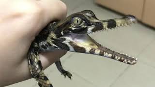 Bunyi anak buaya Jejulong  Baby false gharial Tomistoma sound 小淡水鳄鱼叫声 [upl. by Acissej]