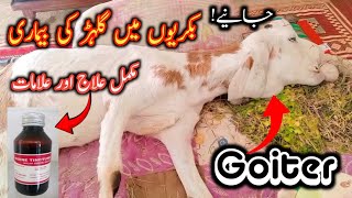 How to treat goiter disease in goats  Bakriyon mein thyroid gland ki sojjan ka ilaj  Goiter [upl. by Asylem]