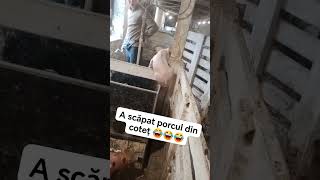 A scăpat porcul din coteț😂😂👏 goviral escape pig haha viral [upl. by Anoyk44]