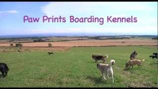 Paw Prints boarding kennel video [upl. by Goldsworthy]