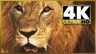 4K ULTRA HD OLED TV amp RELAXATION SAMPLER Video amp 4K TV Test Demo [upl. by Schonfield798]