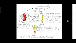 Store grain pest part3 [upl. by Krell]