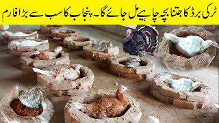 Biggest Turkey Farm in Punjab  Turkey bird farming in pakistan  Pero Turki farming  Pak Pets [upl. by Ahsenaj701]