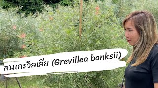 สนเกรวิลเลีย Grevillea banksii แถม สนฉัตรแก้วเจ้าจอมหมากเหลืองต้นกระดาษ บ้านดงบัง ปราจีนบุรี [upl. by Yvonner407]