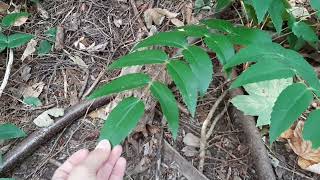 Dull oregon grape Mahonia nervosa [upl. by Bradski]