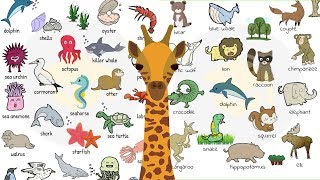 Big Cats  Animals Series  Lion Tiger  The Kids Picture Show Fun amp Educational Learning Video [upl. by Juetta976]