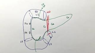 Anatomía del complejo duodenopáncreas [upl. by Aneerol]