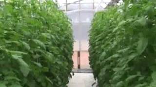 Growing Tomatoes Indoors in Winter [upl. by Nhguaval]