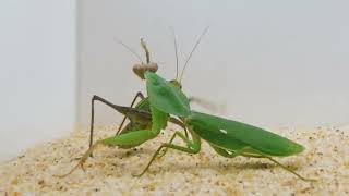 Praying mantis vs giant killer grasshopper  Epic Insect Battle [upl. by Nich]