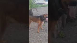 Belgian Malinois and Doberman Pincher mix [upl. by Nina]