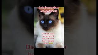 Siamkatze😂funny comedy trending lustig viralvideo memes [upl. by Naivart386]