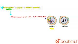 Terminalisation is completed in diplotene diakinesis  CLASS 11  CELL CYCLE AND CELL DIVISION [upl. by Yentiw]