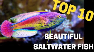 Top 10 most beautiful saltwater fish in the reefing hobby [upl. by Luciana801]