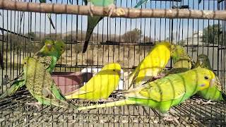 Budgies Parrot Australian Best Parraots for sale low price Birds marketparrot youtube viral [upl. by Lancaster]