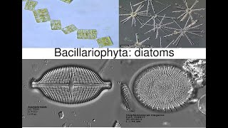 Bacillariophyta DiatomsPhycology and Bryology [upl. by Elokkin]