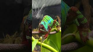 Meet the Panther Chameleon A LongTongued Reptilian Marvel [upl. by Atinal]