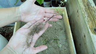 Propagating Anise Hyssop From Cuttings [upl. by Adnilab807]