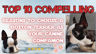 Top 10 Compelling Reasons to Choose a Boston Terrier as Your Canine Companion [upl. by Trula]