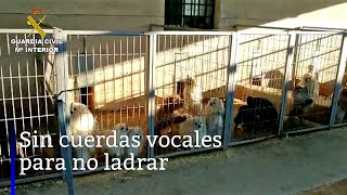 Cortaban las cuerdas vocales a los perros  Guardia Civil [upl. by Mahon93]