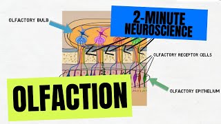 2Minute Neuroscience Olfaction [upl. by Ojeillib692]