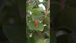 Polistes canadensis nature [upl. by Enelehs]