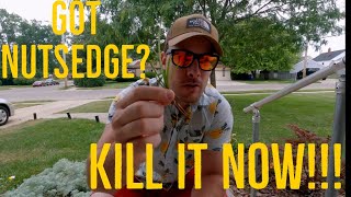 Its Time To Control The Nutsedge In Your Lawn [upl. by Ailen]